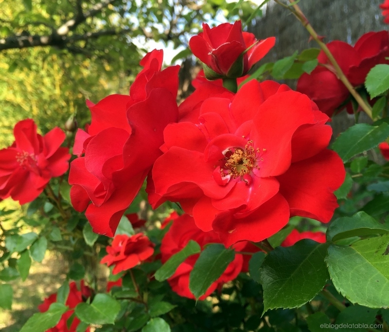 Rosa La Sevillana - Comprar en Asunta Vivero