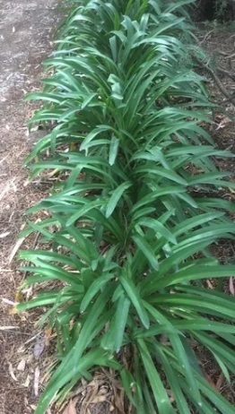 AGAPANTHUS / AGAPANTO - Comprar en BROTES VIVERO