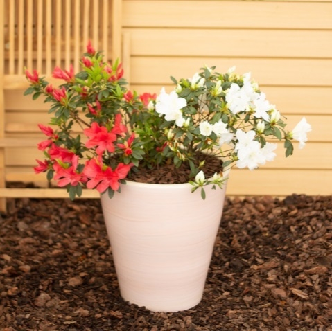 AZALEA SIMPLE - Comprar en BROTES VIVERO