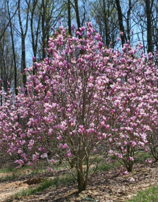 Details 100 imagen magnolia purpura precio
