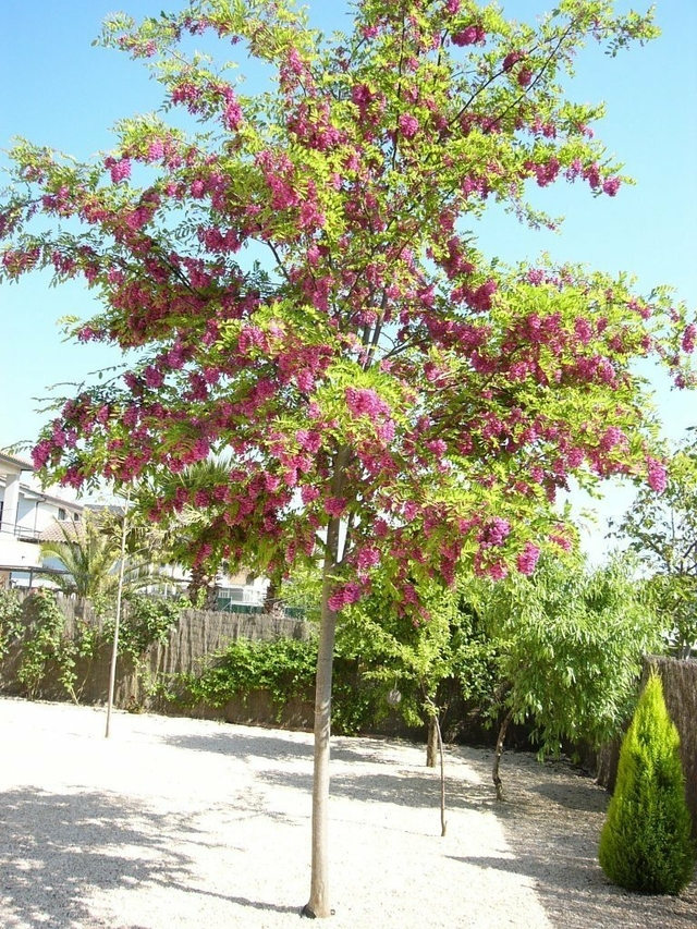 ACACIA CASQUE ROUGE - Comprar en BROTES VIVERO