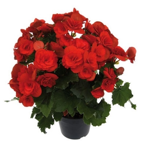 BEGONIA ELATIOR - Comprar en BROTES VIVERO