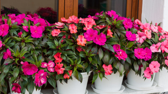 IMPATIENS / EMPATIES - Comprar en BROTES VIVERO