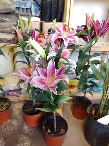 LILIUM PERFUMADO - Comprar en BROTES VIVERO