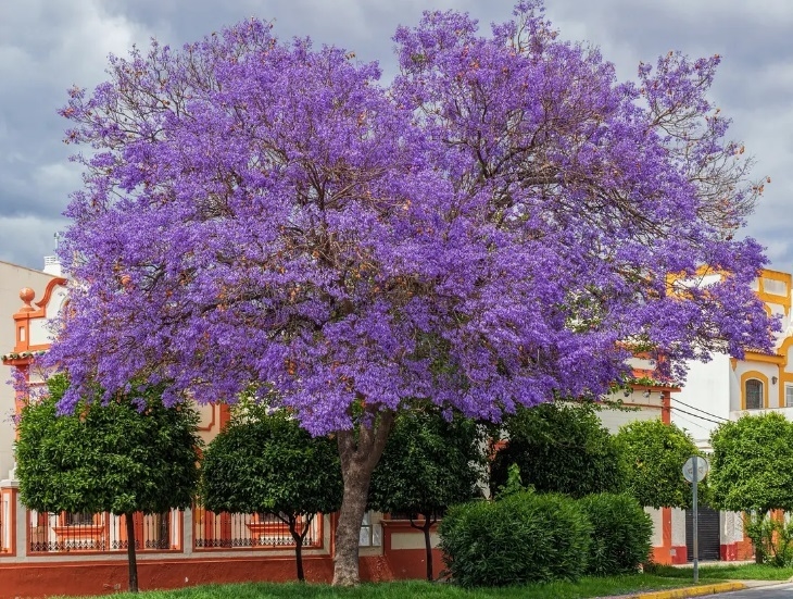 JACARANDA - Comprar en BROTES VIVERO