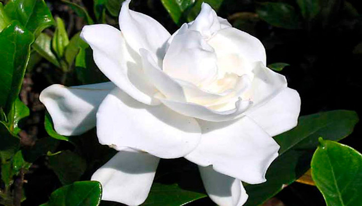 Details 80 imagen jazmin injertado con magnolia