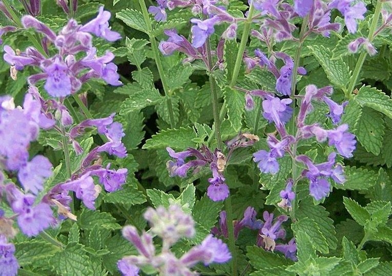 NEPETA RACEMOSA - Comprar en BROTES VIVERO