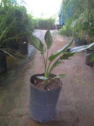 STRELITZIA NARANJA (flor del pajaro) - BROTES VIVERO