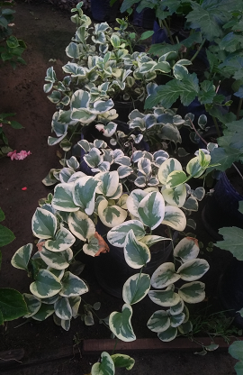 VINCA VARIEGADA - Comprar en BROTES VIVERO