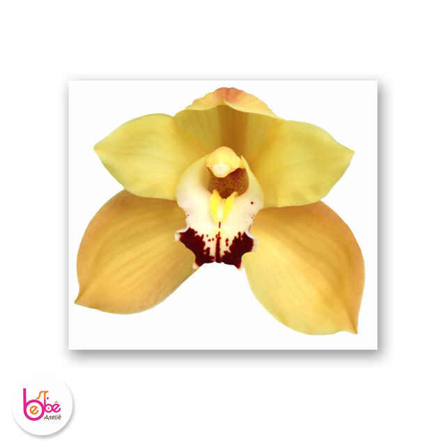 Sousplat Orquídea Amarela - Comprar em Sr Bebê