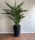 Areca - comprar online