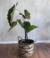 Planta