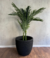 Areca en internet