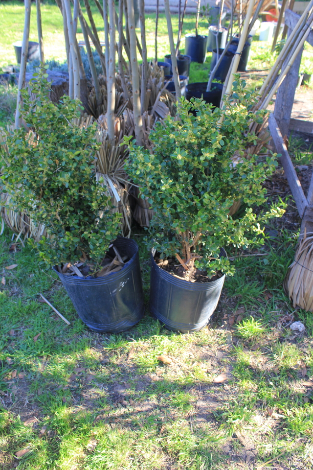 PLANTAS ENREDADERAS Y CERCO VIVO - Oveja Verde Vivero