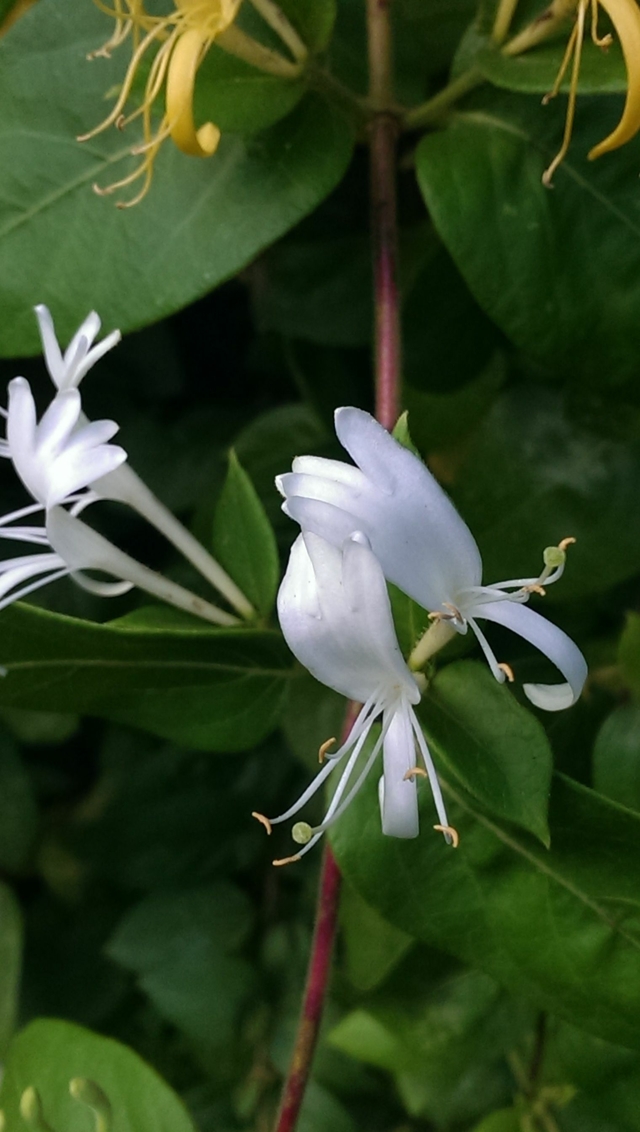 Planta de Madreselva / Lonicera - Planta Trepadora