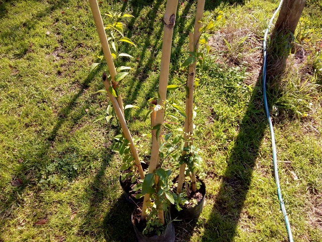 Planta de Madreselva / Lonicera - Planta Trepadora