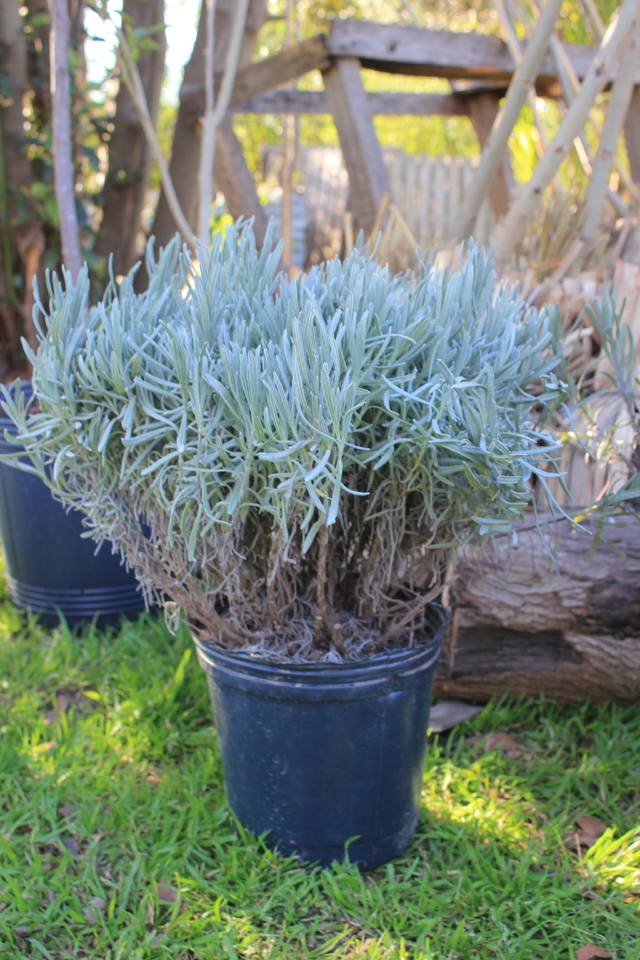 Lavanda Spica / Lavandula Angustifolia