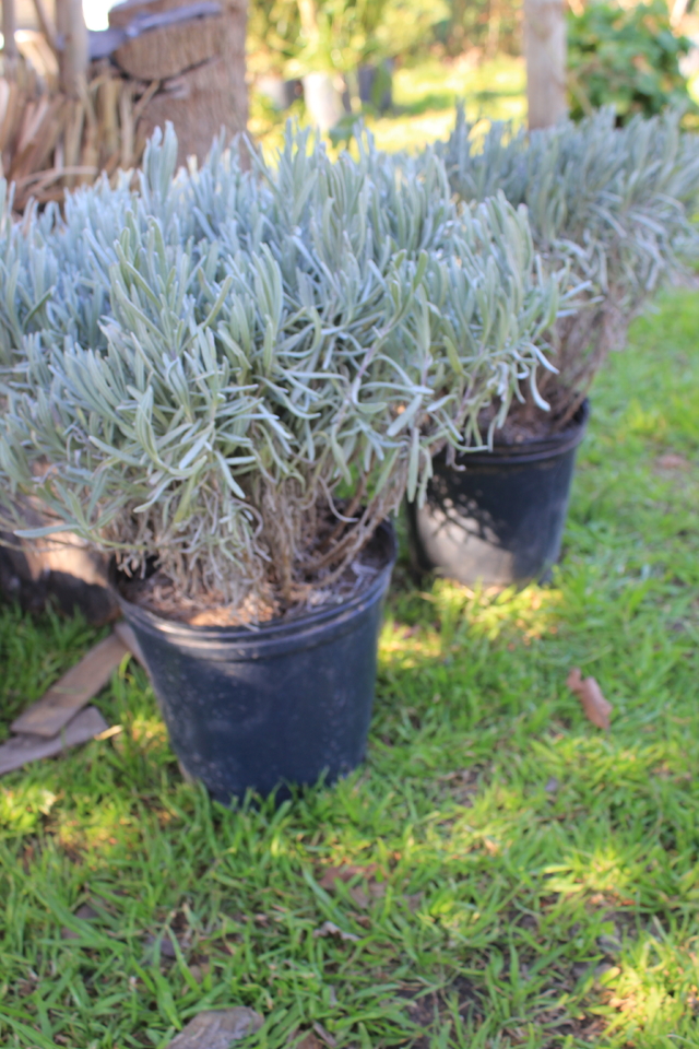 Lavanda Spica / Lavandula Angustifolia