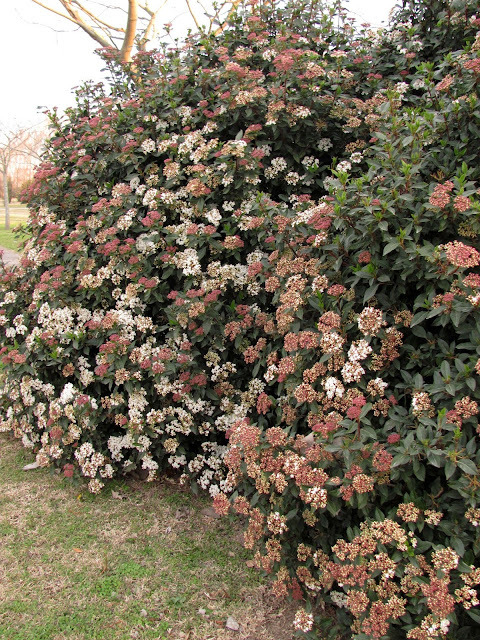 Laurentino - Comprar en Oveja Verde Vivero