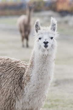 Díptico Llamas Petits en internet