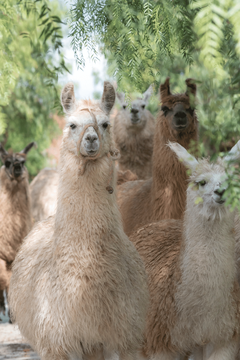 Díptico Llamas