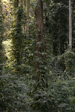 Tríptico Selva
