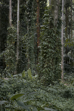 Tríptico Selva en internet