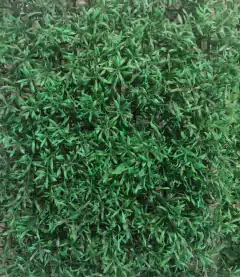 JARDÍN VERTICAL BROTE O ESTRELLA en internet