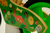 Camicleta Dinosaur - Szenker Toys