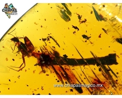 Ámbar Amarillo con Insectos #015