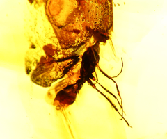 Ámbar Amarillo con Insecto #022