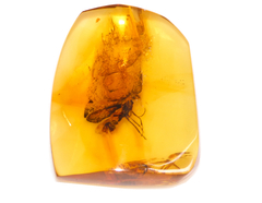 Ámbar Amarillo con Insecto #022 - comprar en línea