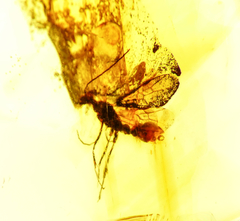 Imagen de Ámbar Amarillo con Insecto #022