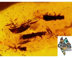 Ámbar Amarillo con Insectos #030 - Chiapas Mágico