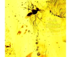 Imagen de Ámbar Amarillo con Insectos #042