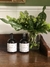 KIT 2: Vela Helen + Envase Ambar - comprar online
