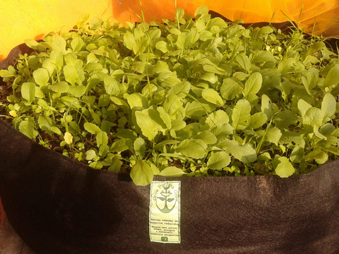 Cantero maceta geotextil Grow Pochita Grow huerta urbana SCROG 235 litros