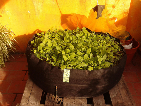 Cantero maceta geotextil Grow Pochita Grow huerta urbana SCROG 235 litros