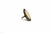Anillo Ancona en internet