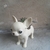 Chihuahuas suculentos - raroobjetos
