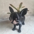 Chihuahuas suculentos - tienda online