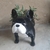 Bulldog suculento - tienda online