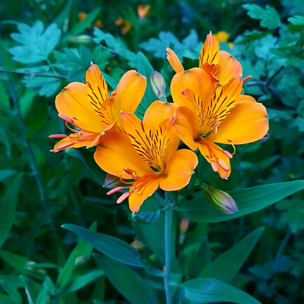 Semillas Amancay (Alstroemeria aurea) -Nativa Patagonia-