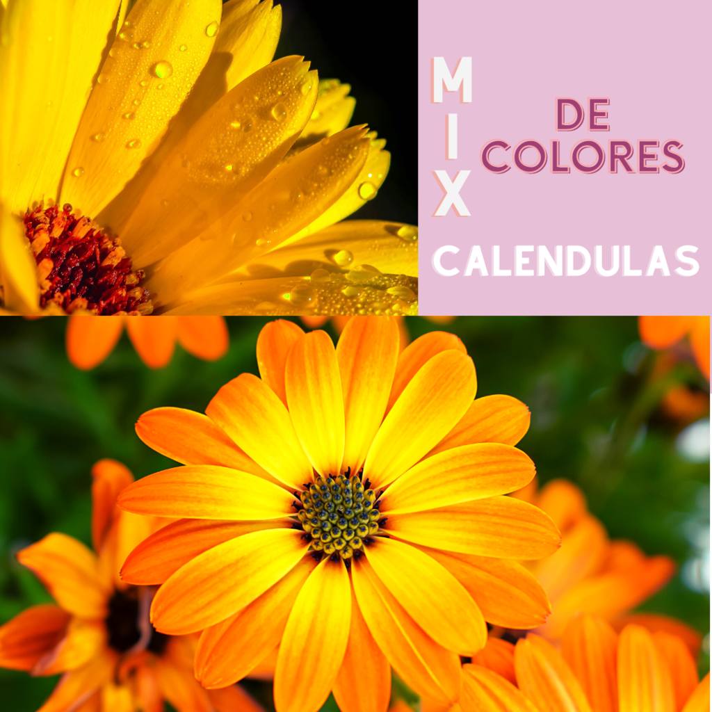 Semillas Caléndula °MIX° Flor naranja y flor amarilla