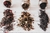 Carrusel Compinche Blends