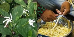 LIQUIDACIÓN!!! SANANGA - Colirio de la Selva - comprar online