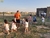 Animación Infantiles