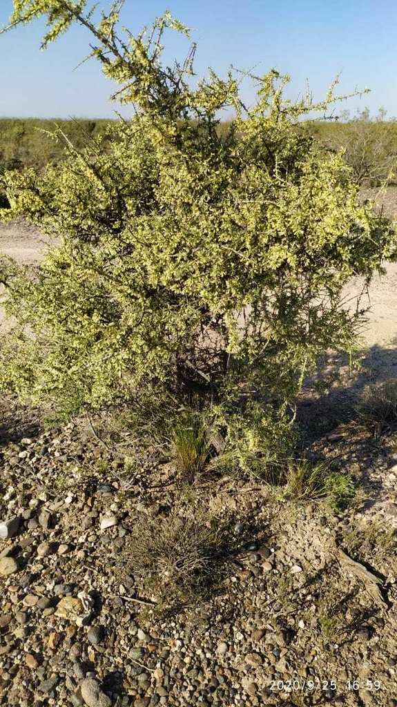 Jarilla Hojas secas 100 gs Aromas del Neuquen