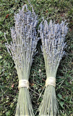 Ramo de Flores de lavanda - Aromas del Neuquen