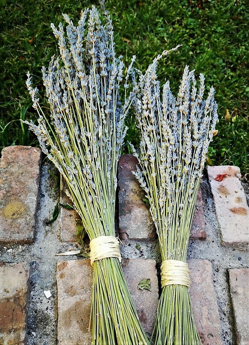 Ramo de Flores de lavanda - Aromas del Neuquen